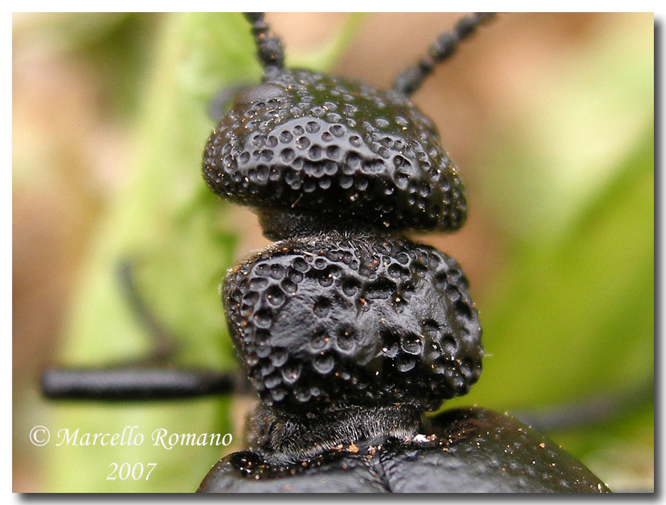 Il pasto della Meloe tuccius:foto e filmati  (Col. Meloidae)